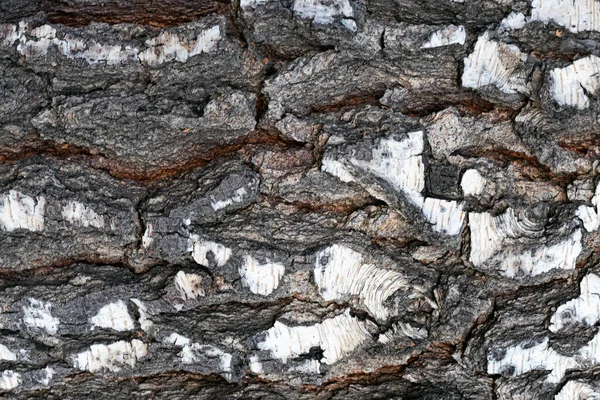 Brzoza Drzewo Kora Tekstura Zbliżenie Tło — Zdjęcie stockowe