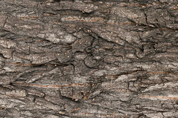Drzewo Kora Tekstura Zamknąć Górę Tło — Zdjęcie stockowe
