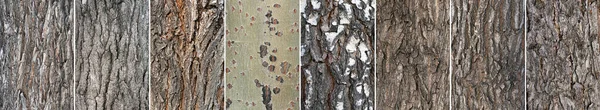 Arbre Écorce Textures Collection Close Fond — Photo