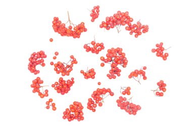 Beyaz arka planda yalıtılmış Rowan meyvesi.