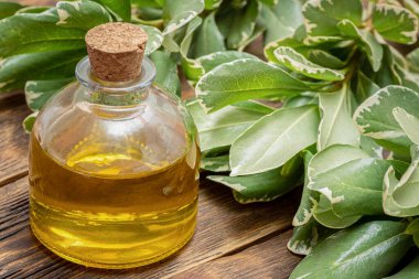 Gerekli yağ şişesi ve böğürtlenli Thunberg Kornik şubesi..