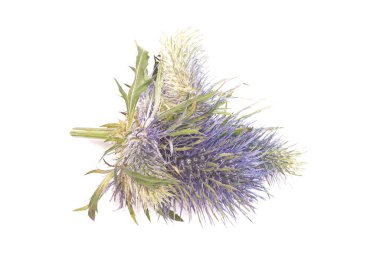 Yosun çiçeğinin kafası beyaz arkaplanda izole edilmiş.