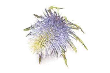 Yosun çiçeğinin kafası beyaz arkaplanda izole edilmiş.