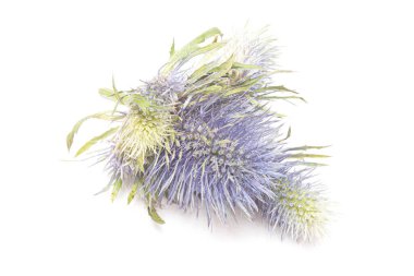 Yosun çiçeğinin kafası beyaz arkaplanda izole edilmiş.