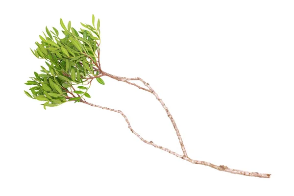 Ramo Árvore Pistache Com Folhas Verdes Isoladas Fundo Branco — Fotografia de Stock