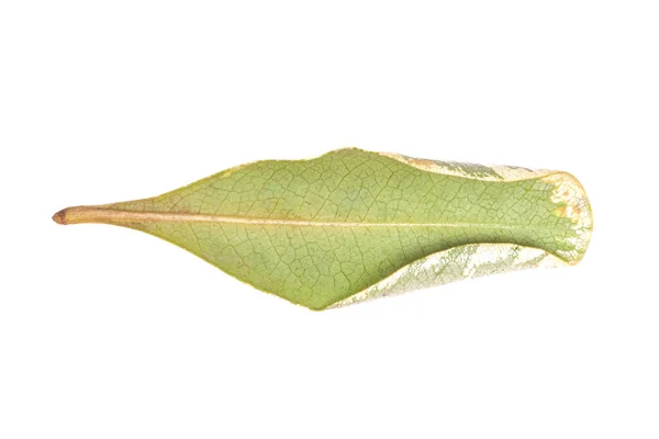Zelená Thunberg Barberry Kornik Strom List Izolované Bílém Pozadí — Stock fotografie