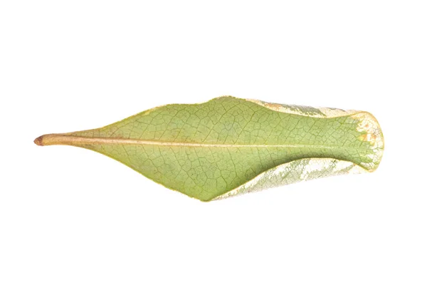 Thunberg Vert Épine Vinette Feuille Arbre Isolé Sur Fond Blanc — Photo