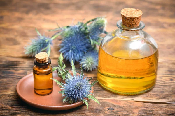 Feverweed eryngium plant essential oil and fruits on wooden table. Herbal medicine.