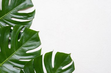 Beyaz arkaplanda yeşil canavar yaprağı.