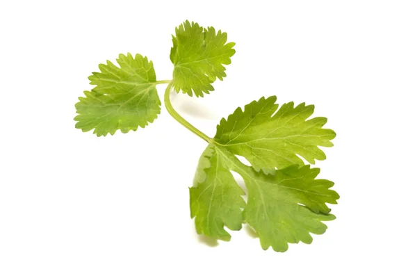 Green Leaf Cilantro Isolated White Background — Stock Photo, Image