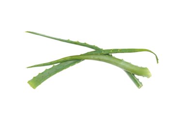Aloe Vera beyaz arkaplanda izole bir şekilde bırakır.