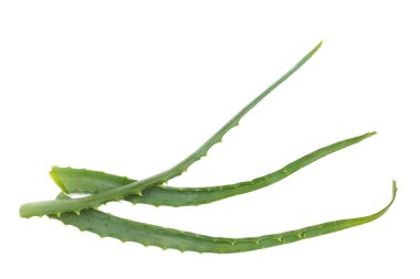 Aloe Vera beyaz arkaplanda izole bir şekilde bırakır.