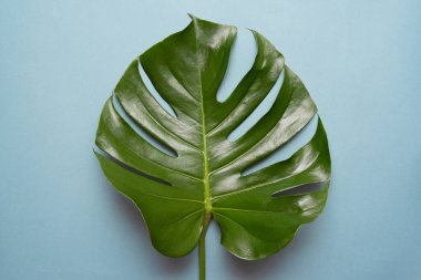 Mavi arka planda dev yeşil yaprak.