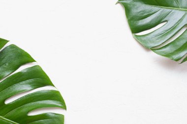 Gri arkaplanda yeşil canavar yaprağı.