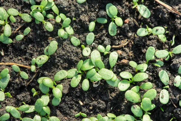 Klöverfröplanta Växer Jorden Nära Håll — Stockfoto