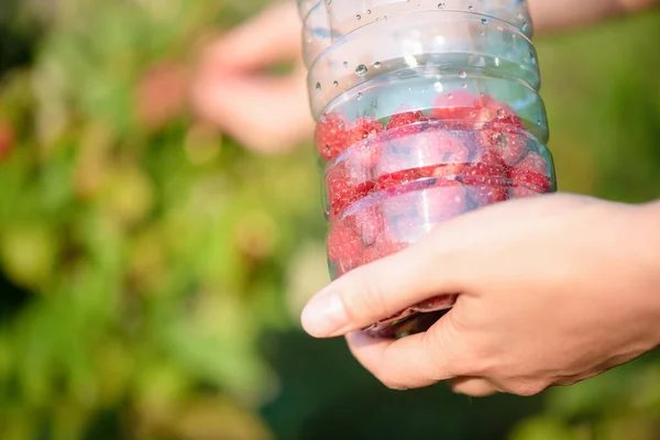 Tukang Kebun Sedang Mengumpulkan Buah Raspberry Matang — Stok Foto