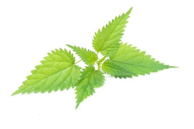 Beyaz arkaplanda yeşil ısırgan otu yaprağı izole.