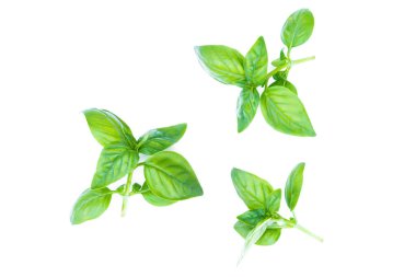 Fesleğen yaprakları beyaz arkaplanda izole.