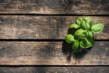 Arka planda yeşil fesleğen yaprakları.