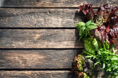 Fesleğen, roka ve marul yaprakları eski ahşap mutfak masasının üzerinde fotokopi alanı ile birlikte..