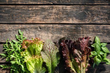 Fesleğen, roka ve marul yaprakları eski ahşap mutfak masasının üzerinde fotokopi alanı ile birlikte..