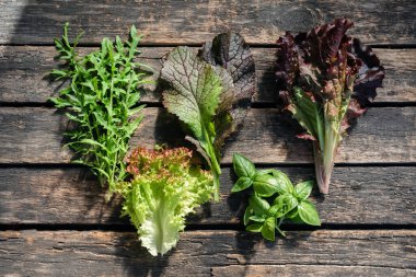 Eski ahşap mutfak masasında yeşil fesleğen, roka ve marul yaprakları..