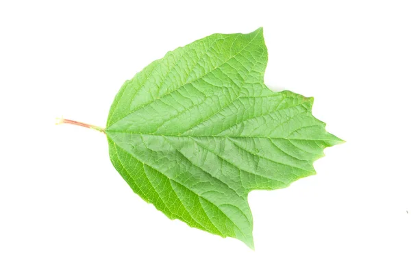 Beyaz Arkaplanda Yalıtılmış Gül Yeşili Yaprak — Stok fotoğraf