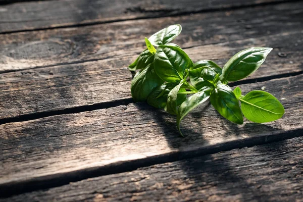 Arka planda yeşil fesleğen yaprakları.