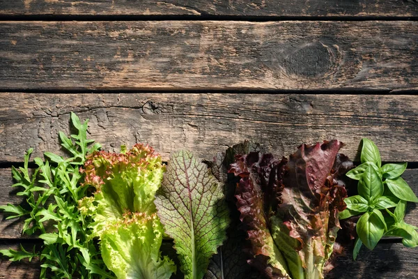 Fesleğen, roka ve marul yaprakları eski ahşap mutfak masasının üzerinde fotokopi alanı ile birlikte..