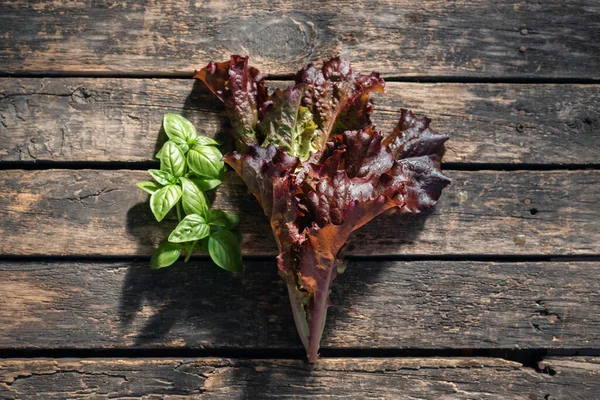 Eski ahşap mutfak masasında yeşil fesleğen, roka ve marul yaprakları..
