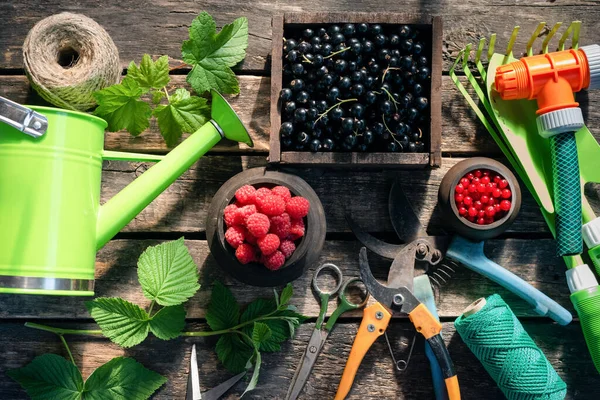 Kursor Merah Dan Kursor Hitam Dalam Wadah Dan Alat Berkebun — Stok Foto