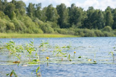Yeşil orman arka planında, mavi su birikintisinde bir nilüfer..