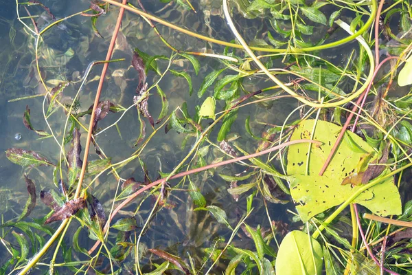 湖の透明水の中の水生植物 — ストック写真