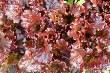 Bahçe yatağında marul yaprakları.