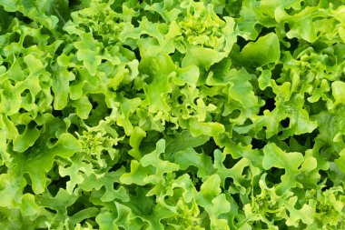 Bahçe yatağında marul yaprakları.