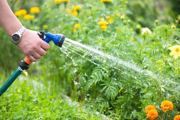 Tukang Kebun Sedang Menyiram Taman Tempat Tidur Dengan Penyiram Air — Stok Foto