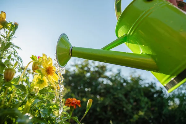 Tukang Kebun Sedang Menyirami Tempat Tidur Bunga Dengan Air Bisa — Stok Foto