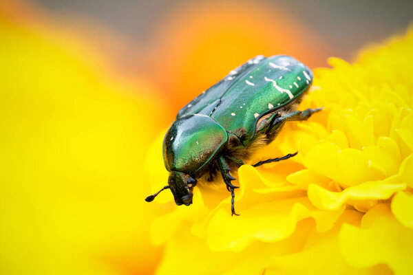Chafer on the marigold flower head close up.