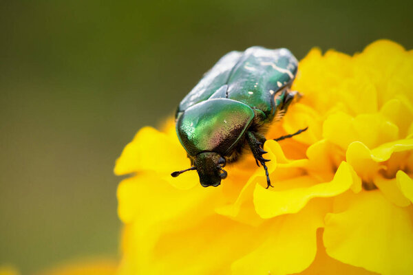 Chafer on the marigold flower head close up.