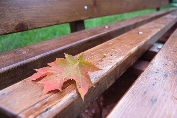 公園のベンチに落ちたカエデの葉バックグラウンドを閉じる — ストック写真