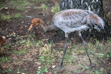 Zoopark 'taki balıkçıl. Arka planı kapat..