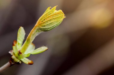 Kestane ağacı yaprakları baharda çiçek açar. Doğum ve ekolojik kavram. Yaprağın yakın çekimi. 