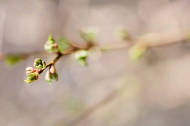 İlkbaharda tomurcuklanan yaprakları olan dal. Tomurcuklar ağaçta açar.