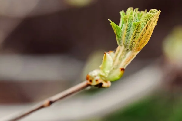A gesztenyefa tavasszal virágzik. Születés és ökológiai fogalom. A levél közelsége. — Stock Fotó