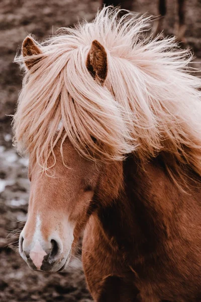 Los caballos islandeses pastan en el campo. Primer plano. Hermoso pelo rojo y largo shaggy bang . — Foto de Stock