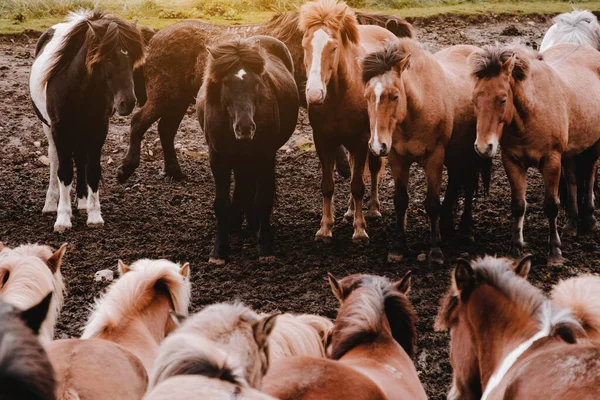 아이슬란드 말들 이 들에서 풀을 뜯고 있다. 클로즈업. 아름다운 붉은 머리에 긴 털을 가진 빵. — 스톡 사진