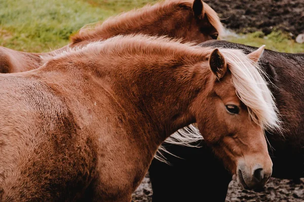 아이슬란드 말들 이 들에서 풀을 뜯고 있다. 클로즈업. 아름다운 붉은 머리에 긴 털을 가진 빵. — 스톡 사진