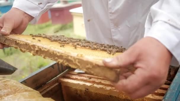 Att introducera en ny kvinnlig bidrottning i en bikupa. Biodling och biodling. — Stockvideo
