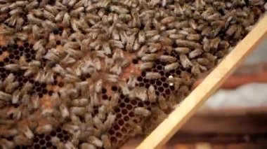 Arılarla yakın çekim. Birçok arı çok çalışır ve bal üretir. İş için arıcılık.