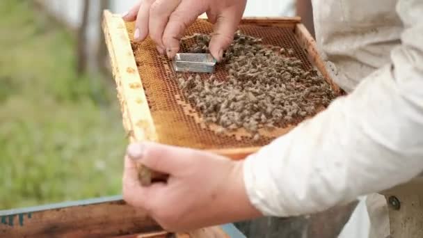 Att introducera en ny kvinnlig bidrottning i en bikupa. Biodling och biodling. — Stockvideo